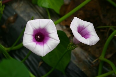 고구마 8번째 사진 : 고구마의 이미지 입니다.