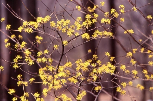 Cornus officinalis Siebold & Zucc.