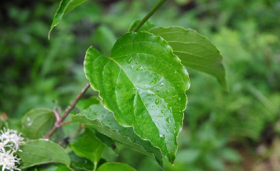 말채나무(Cornus walteri Wangerin)