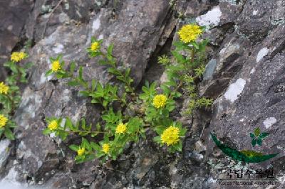 Plant Illustration Details