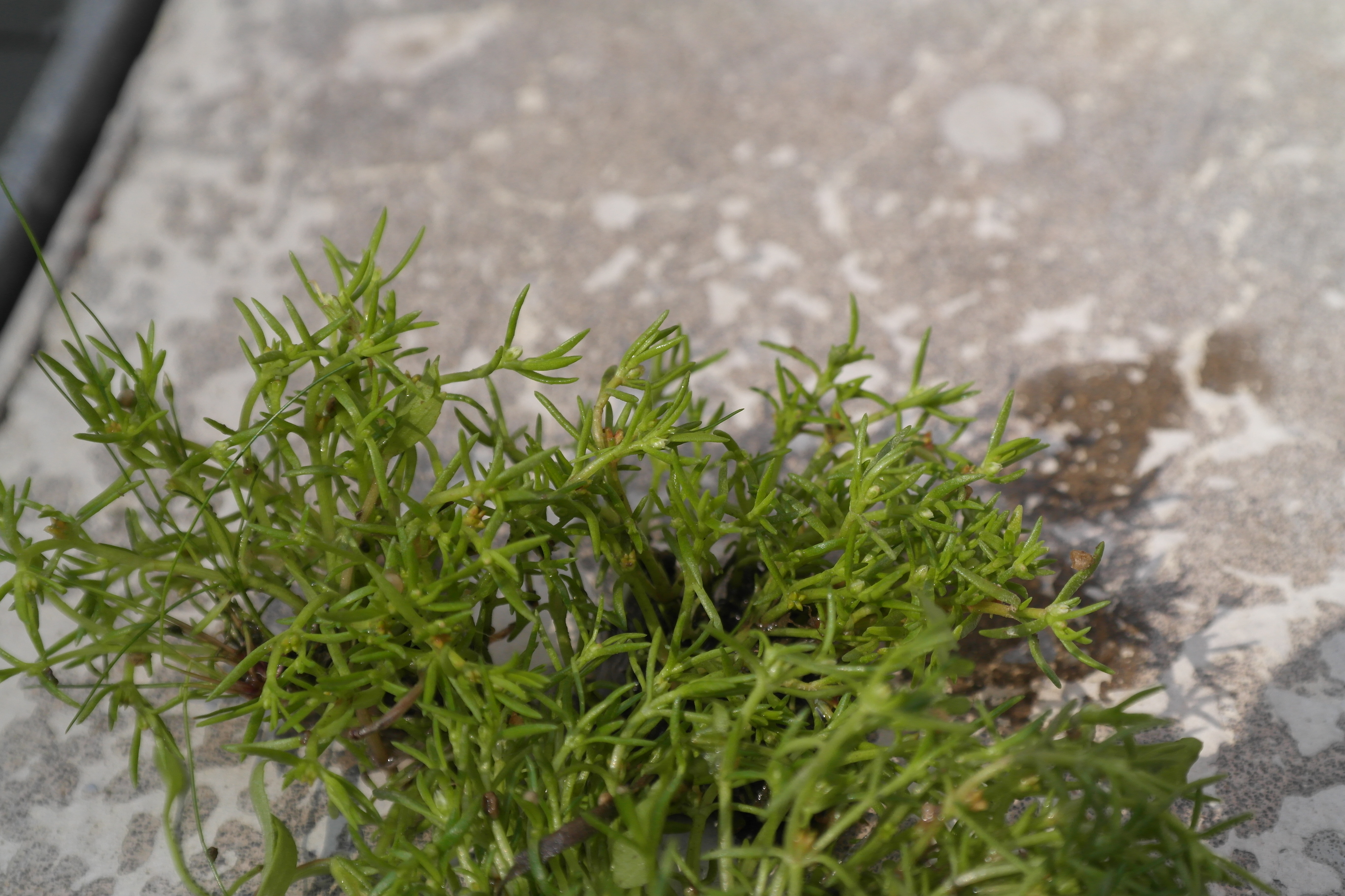 Plant Illustration Details