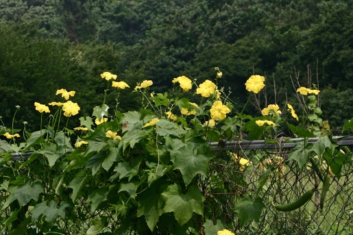 Luffa cylindrica (L.) M.Roem.