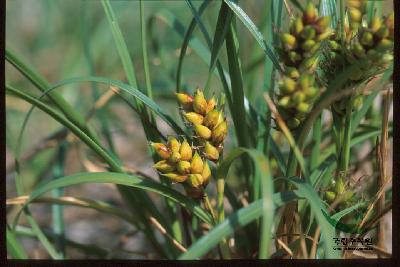 Plant Illustration Details