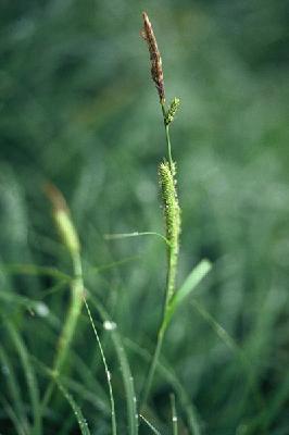 Plant Illustration Details