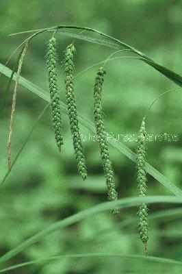 Plant Illustration Details