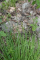 Plant Illustration Details