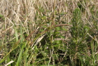 Plant Illustration Details