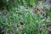 Plant Illustration Details