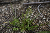 Plant Illustration Details