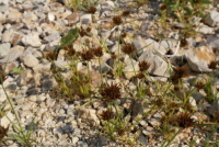 Plant Illustration Details