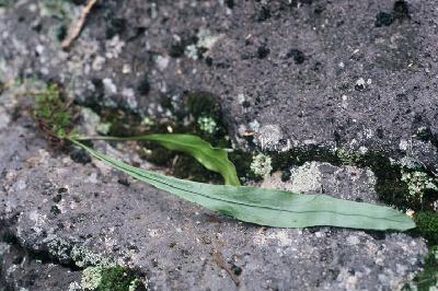 Plant Illustration Details