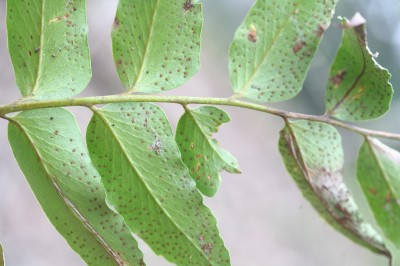 Plant Illustration Details