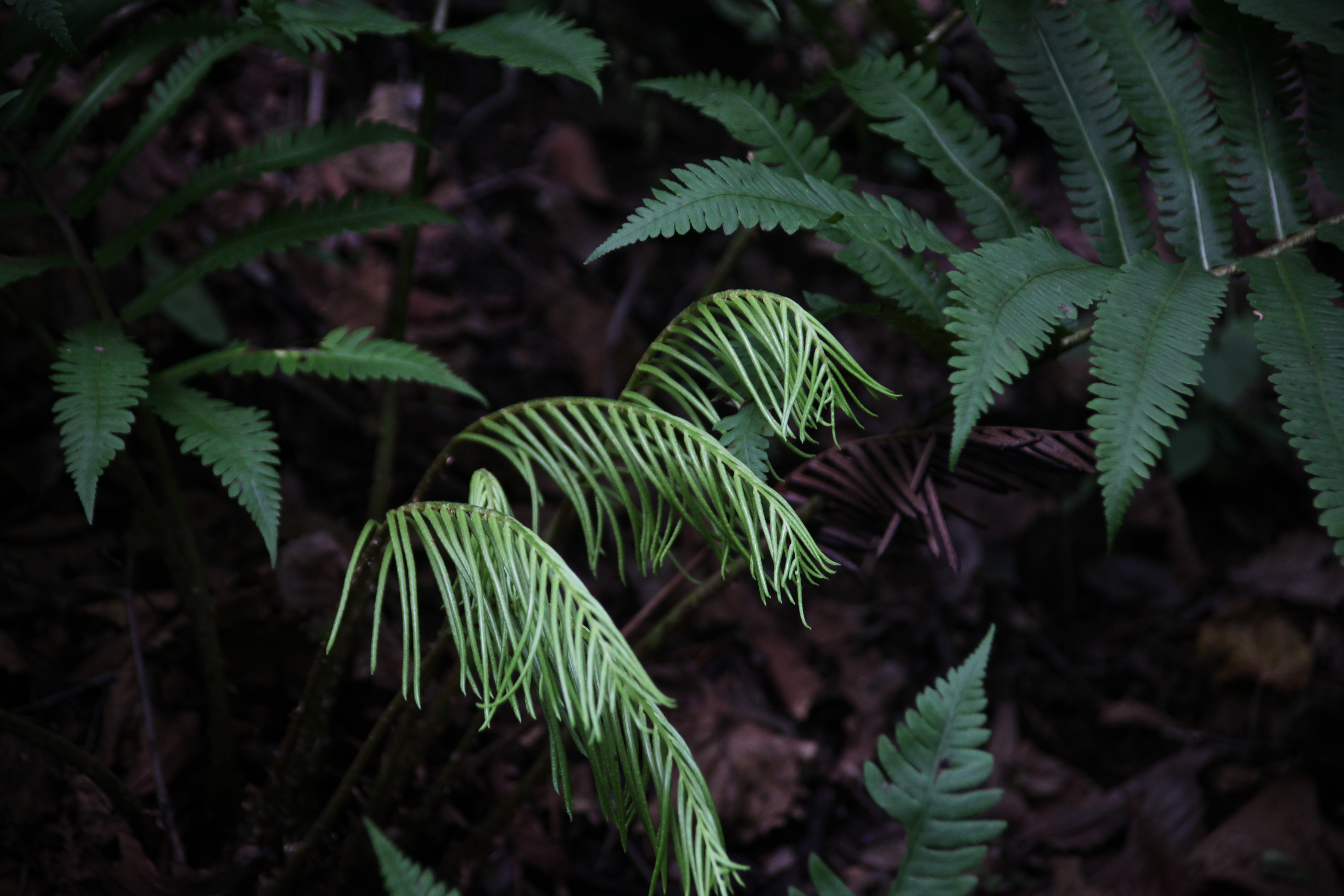 Plant Illustration Details