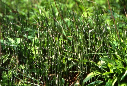 Equisetum hyemale L.