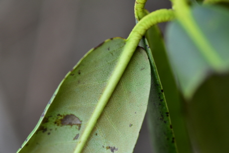 Plant Illustration Details