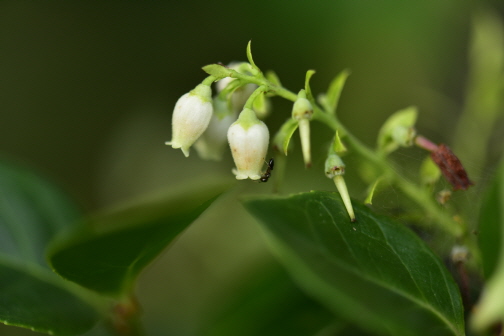 Plant Illustration Details