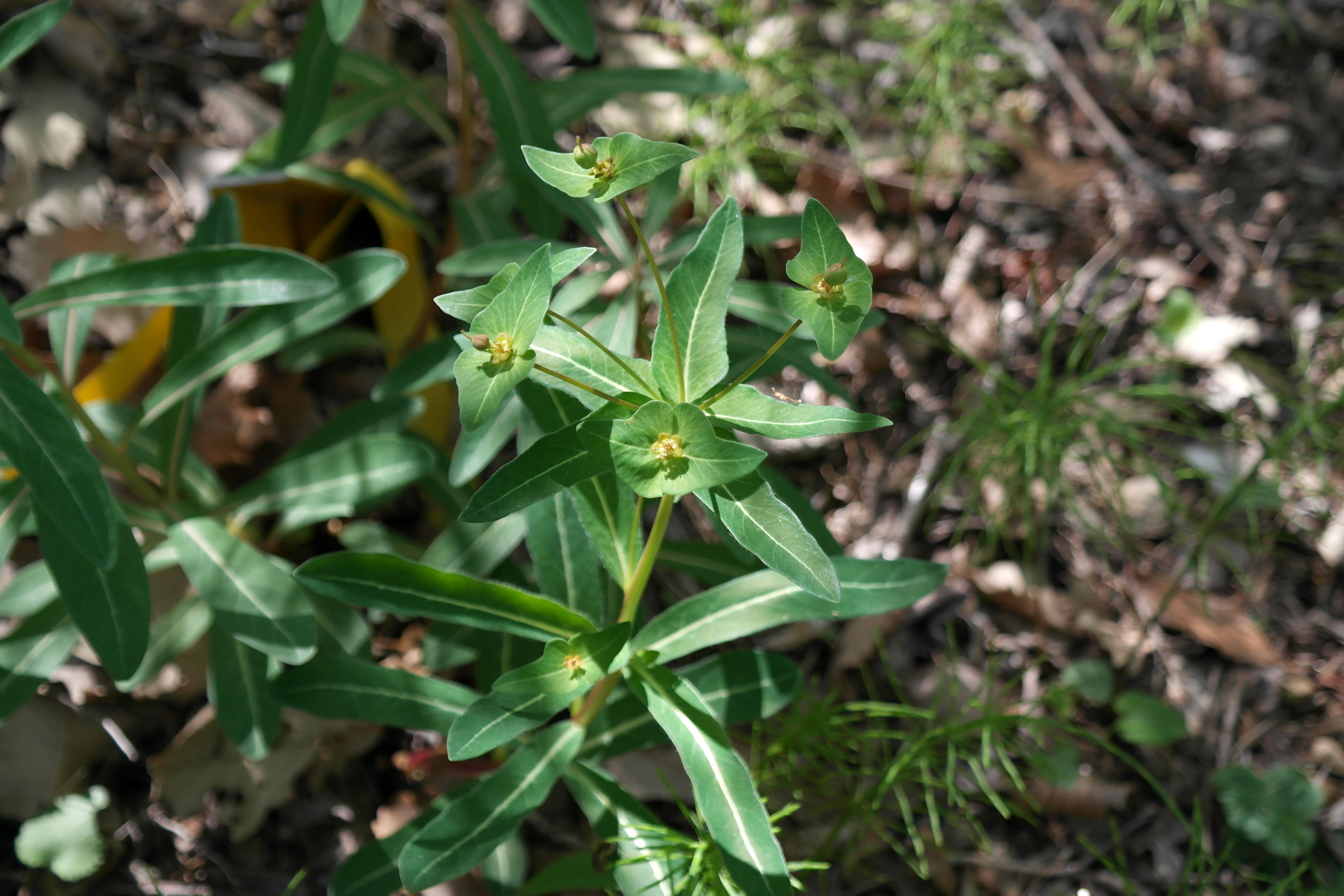 Plant Illustration Details