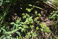 Plant Illustration Details