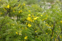 Plant Illustration Details