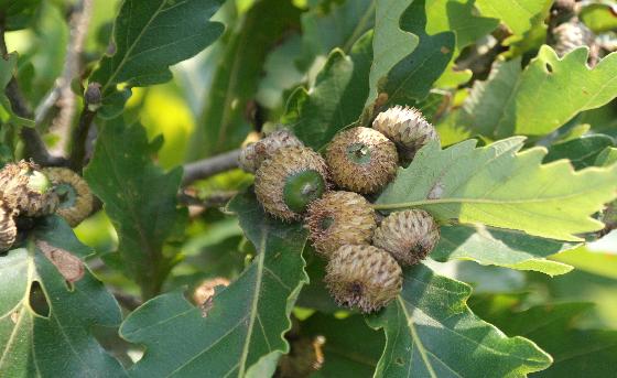 떡신갈나무(Quercus × dentato-mongolica Nakai)