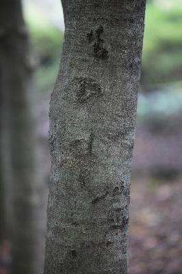 참가시나무 이미지