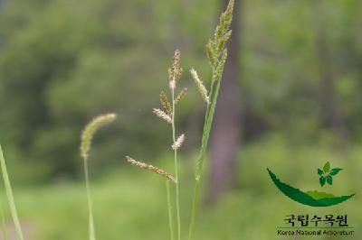 돌피 4번째 사진 : 돌피의 열매 이미지 입니다.