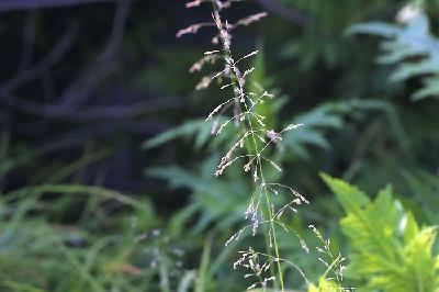 Plant Illustration Details