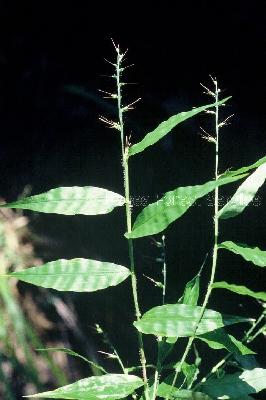 Plant Illustration Details