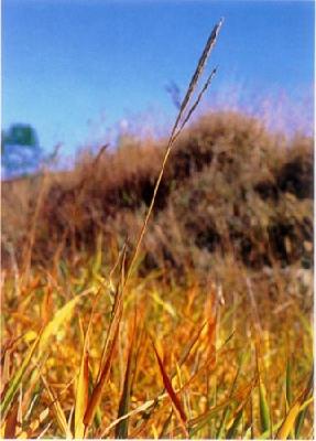 Plant Illustration Details