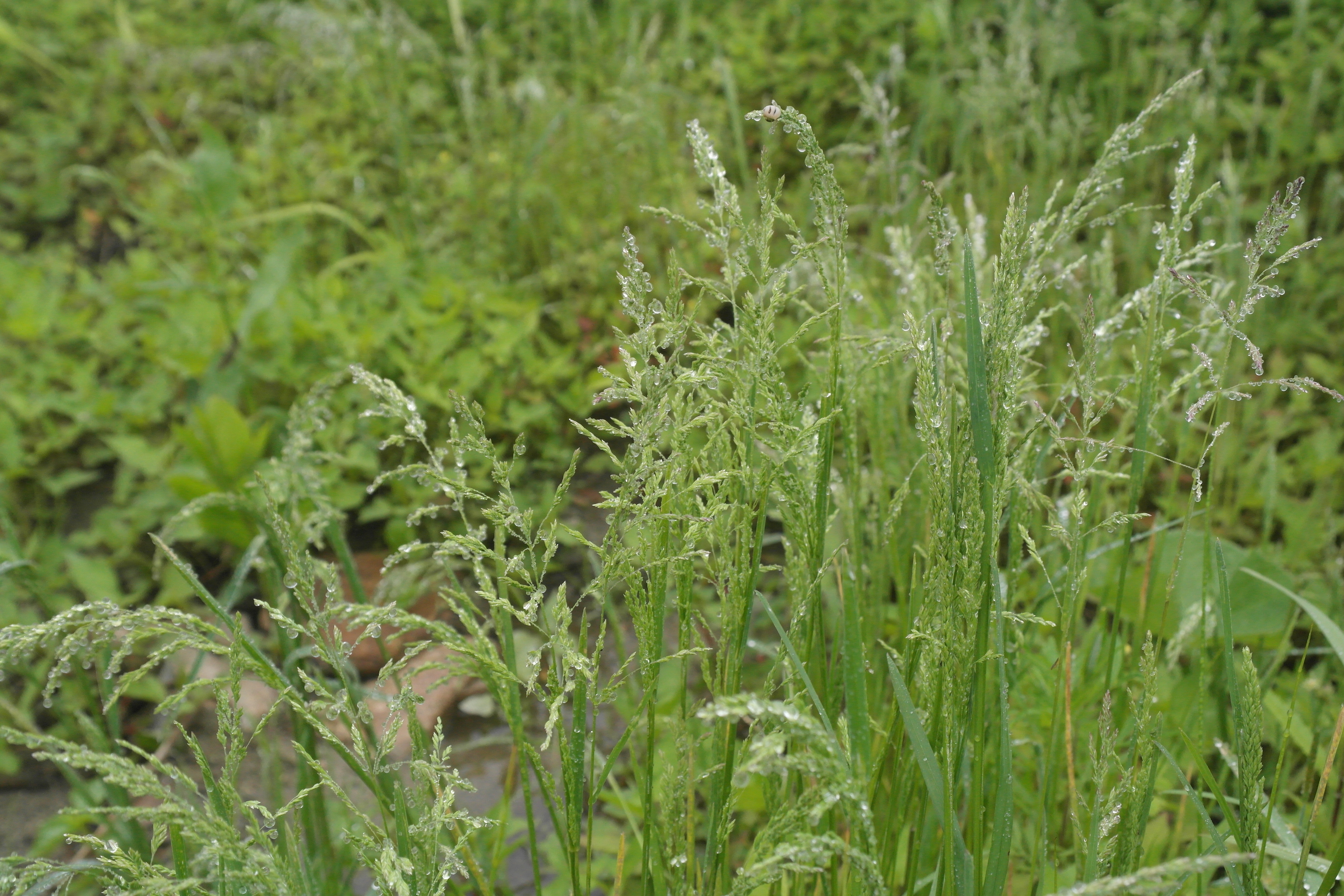 Plant Illustration Details