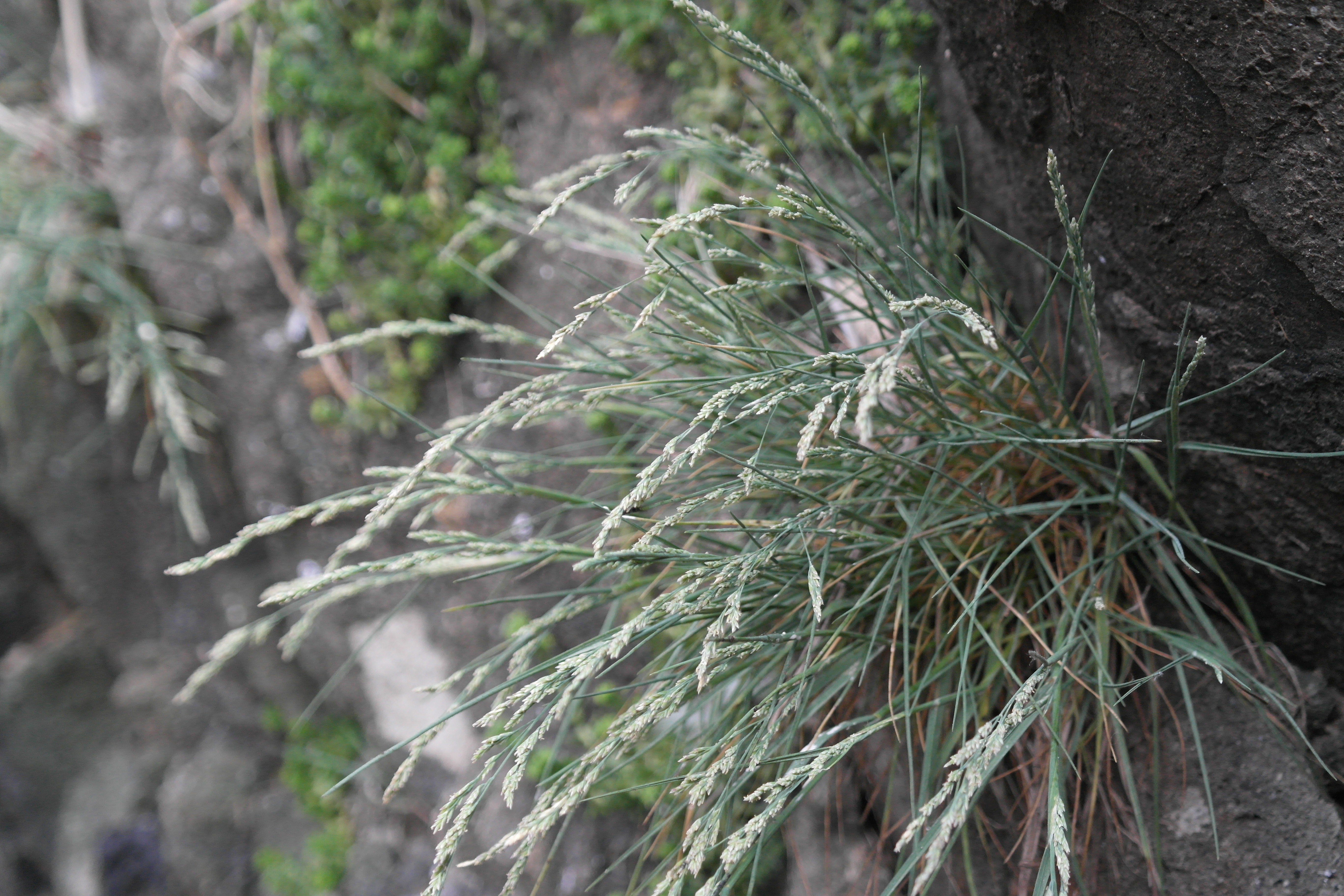 Plant Illustration Details