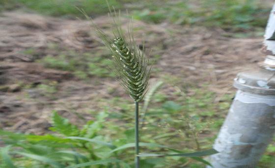 밀(Triticum aestivum L.)