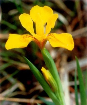 Iris koreana Nakai