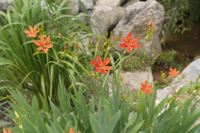 Iris domestica (L.) Goldblatt & Mabb.