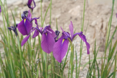 Iris ensata Thunb.