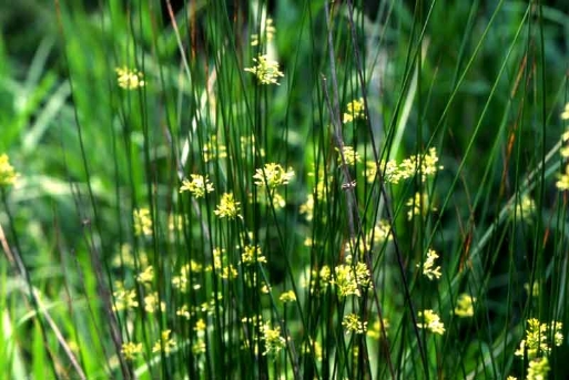 Juncus decipiens (Buchenau) Nakai