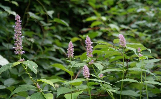 Agastache rugosa (Fisch. & C.A.Mey.) Kuntze