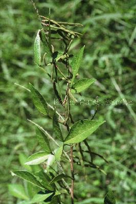 Plant Illustration Details