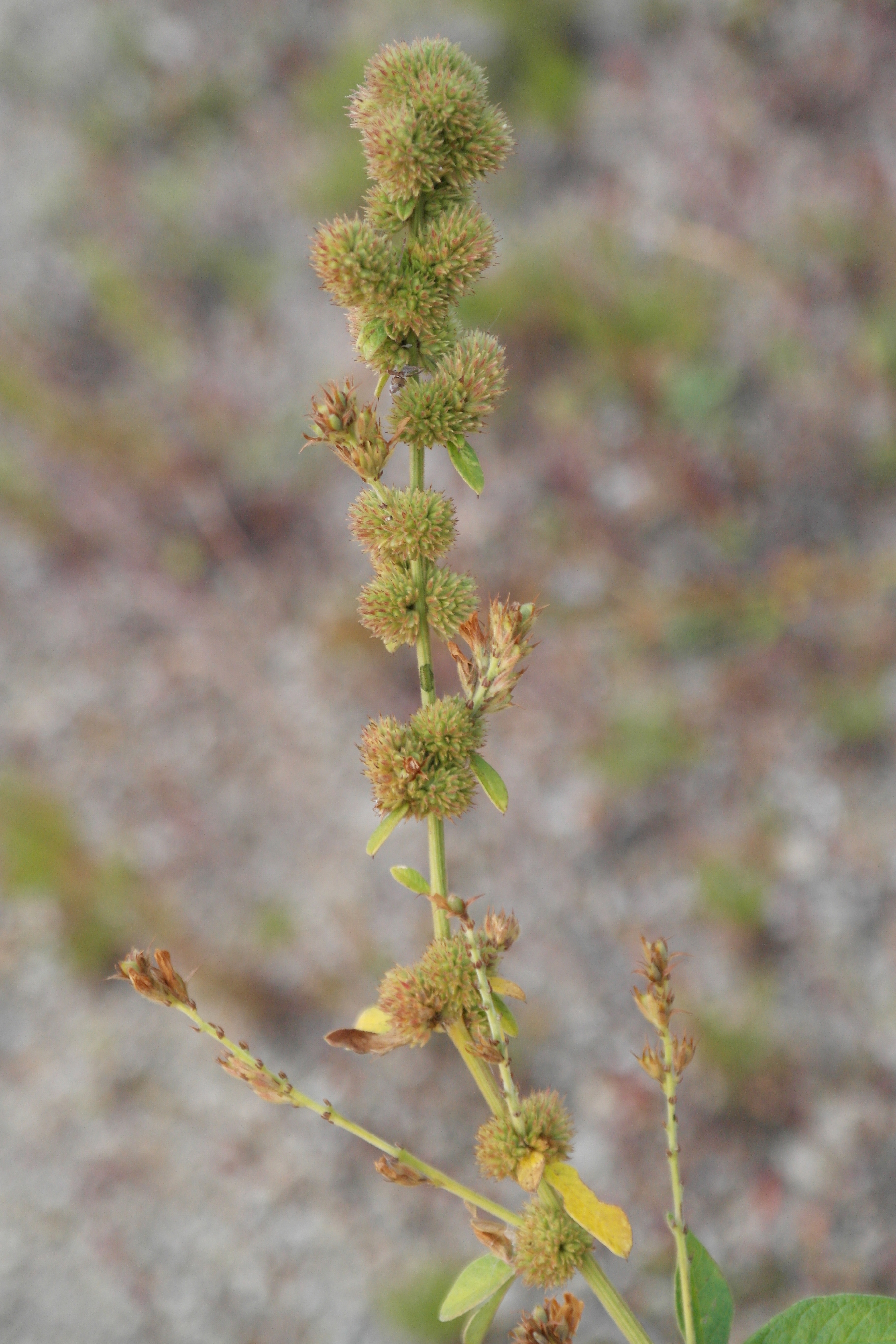 Plant Illustration Details