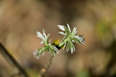 Plant Illustration Details