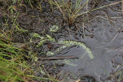 Plant Illustration Details