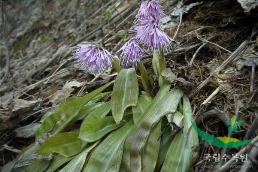 Heloniopsis koreana Fuse, N.S.Lee & M.N.Tamura