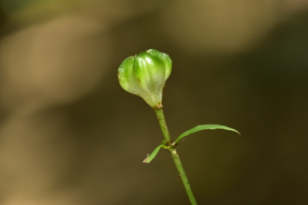 Plant Illustration Details