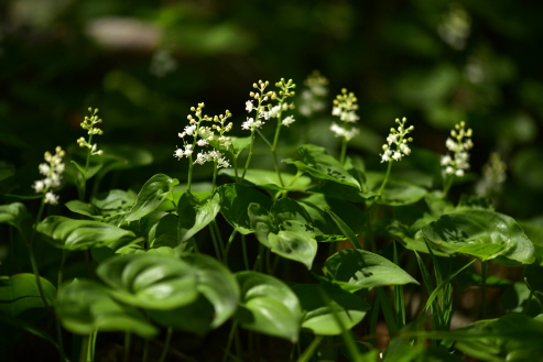 Plant Illustration Details