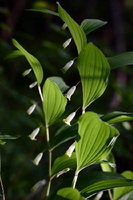 Plant Illustration Details