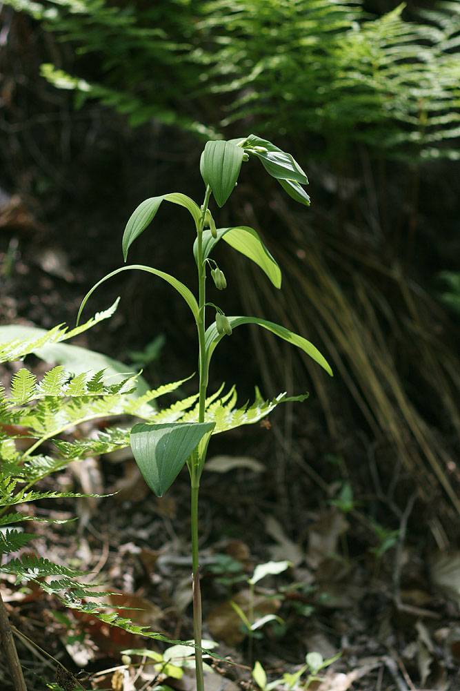 Plant Illustration Details