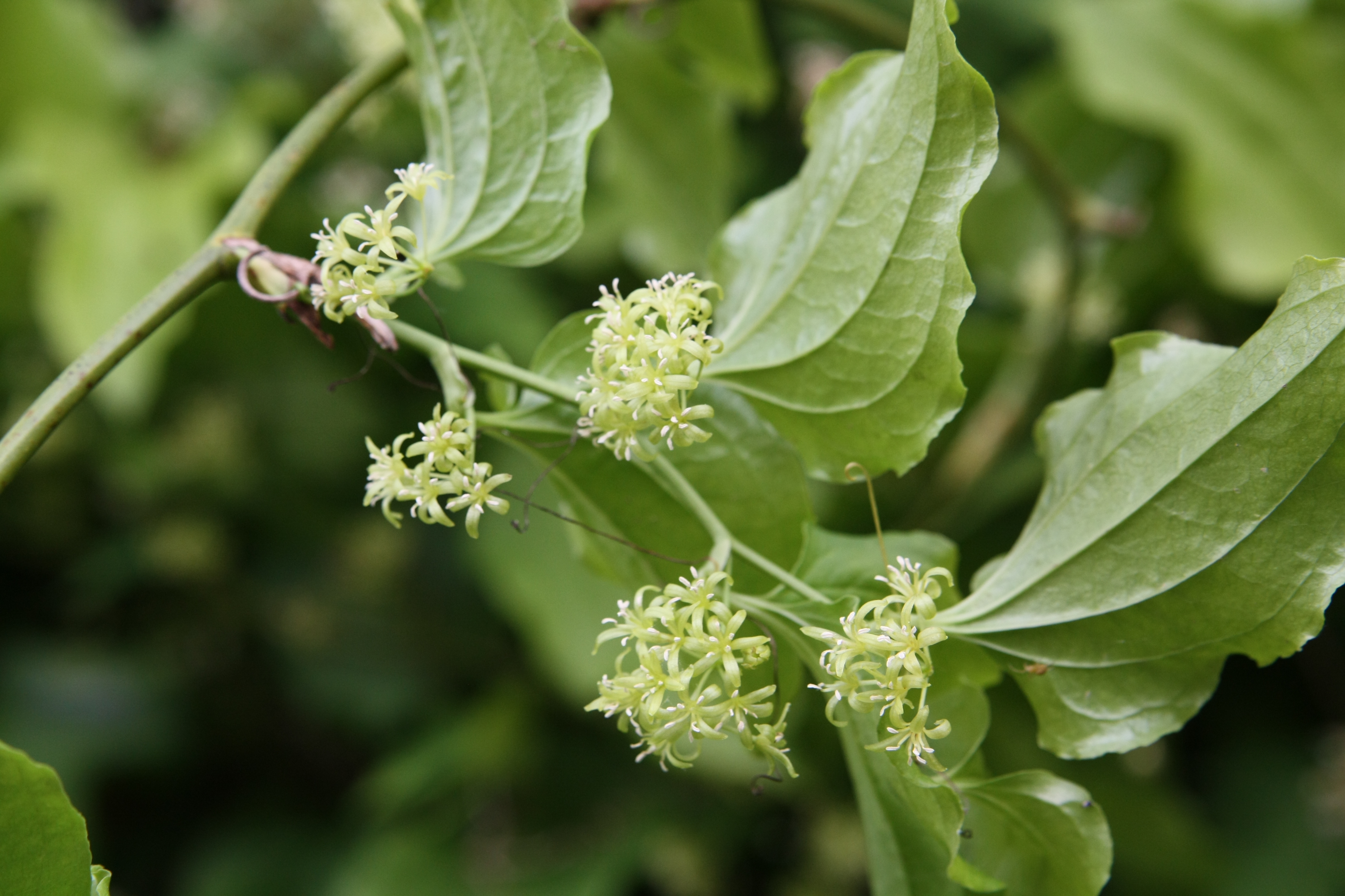 Plant Illustration Details