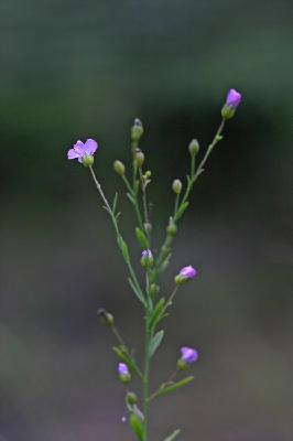 Plant Illustration Details