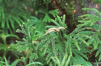 Plant Illustration Details