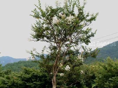 흰배롱나무 이미지